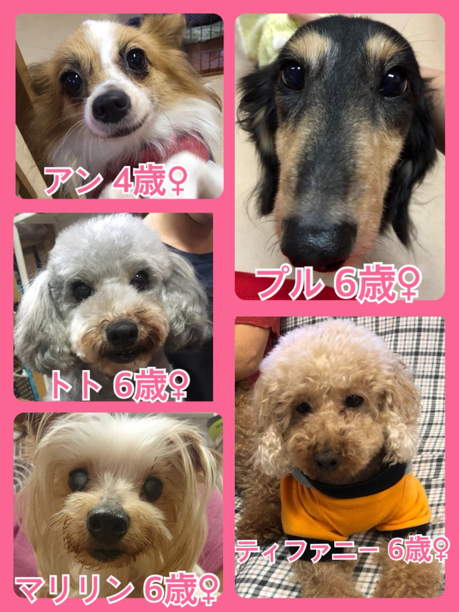 🐾今日の里親様募集中ワンコ🐶メンバーです🐾2018,10,9